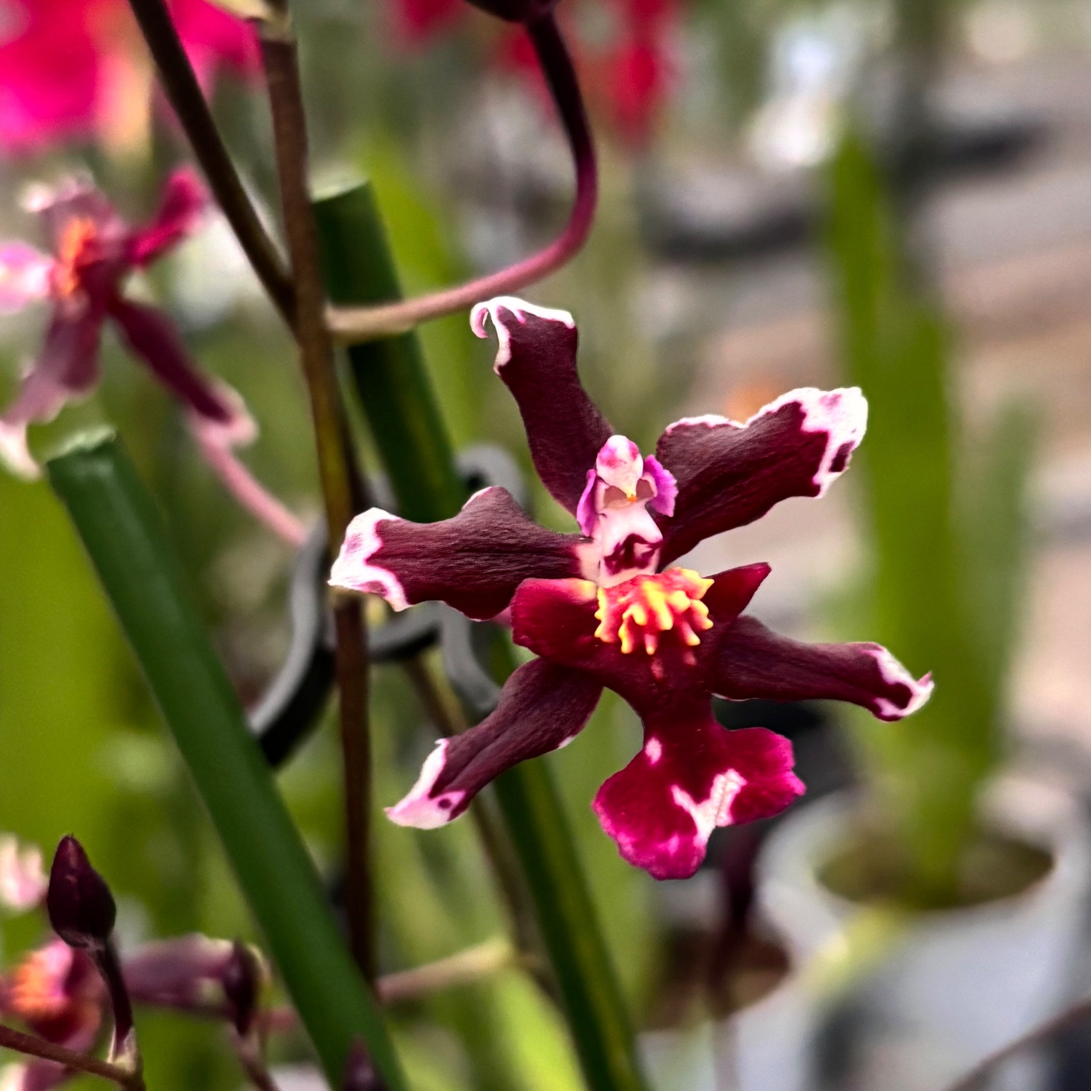 Oncidium Jairak Fragrance 'Chocolat' (fleurs parfumées)