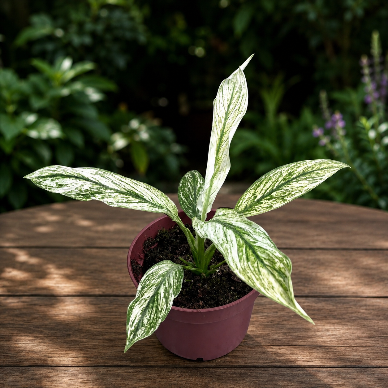 Spathiphyllum Sensation Variegata - crinul pacii variegat, planta de colectie