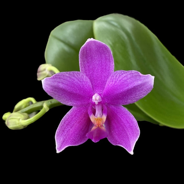 Phalaenopsis Miki Flora (Aromio-Kirschblüte) intensiv duftende Wachsblüten