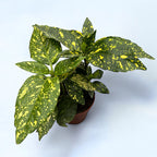 Aucuba japonica 'Variegata' (Goldbaum)