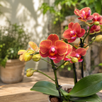 Phalaenopsis Kanade