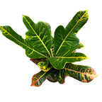 Croton Codiaeum Excellent D12