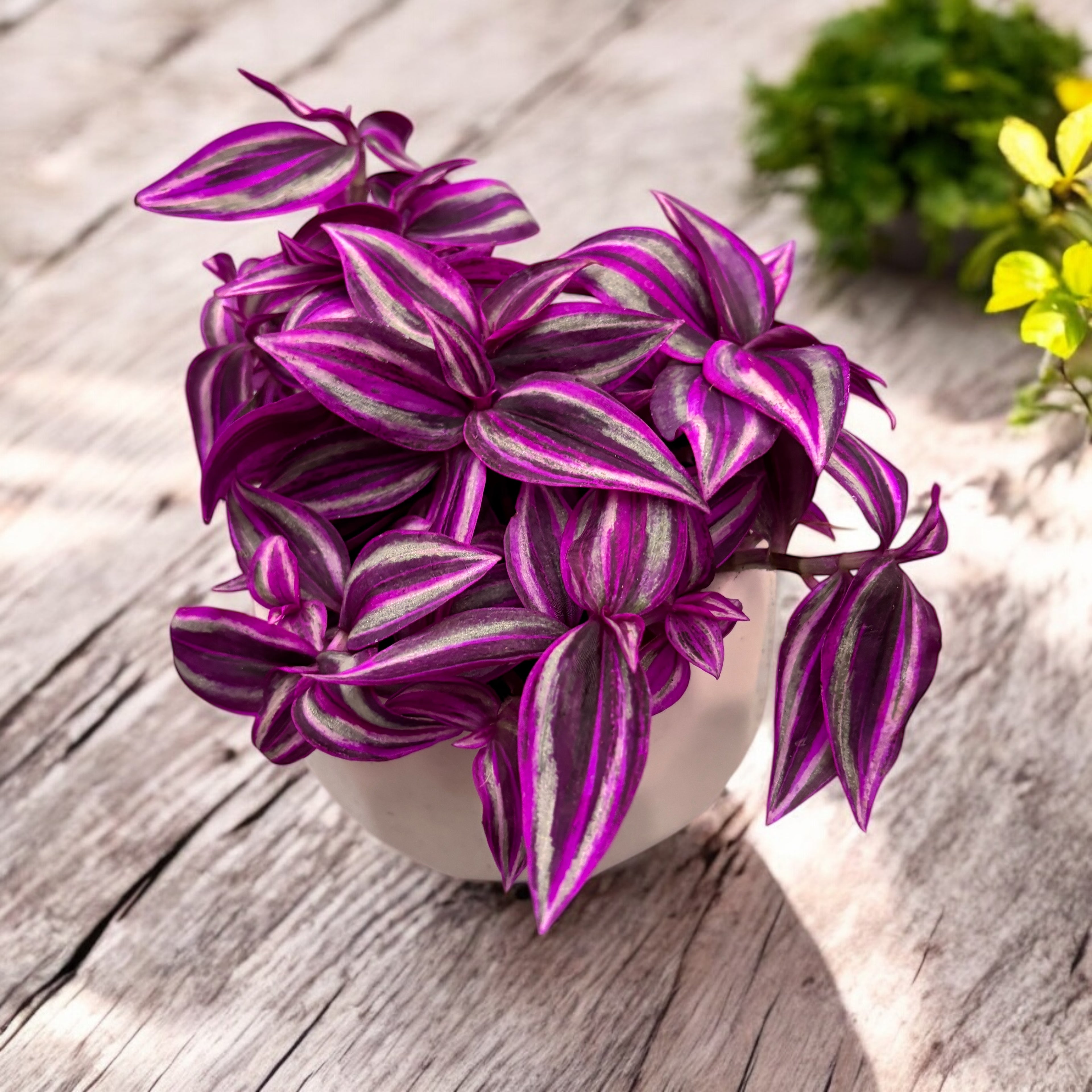 Tradescantia zebrina ‘Pink Paradise’ - planta curgatoare cu frunze roz - argintii