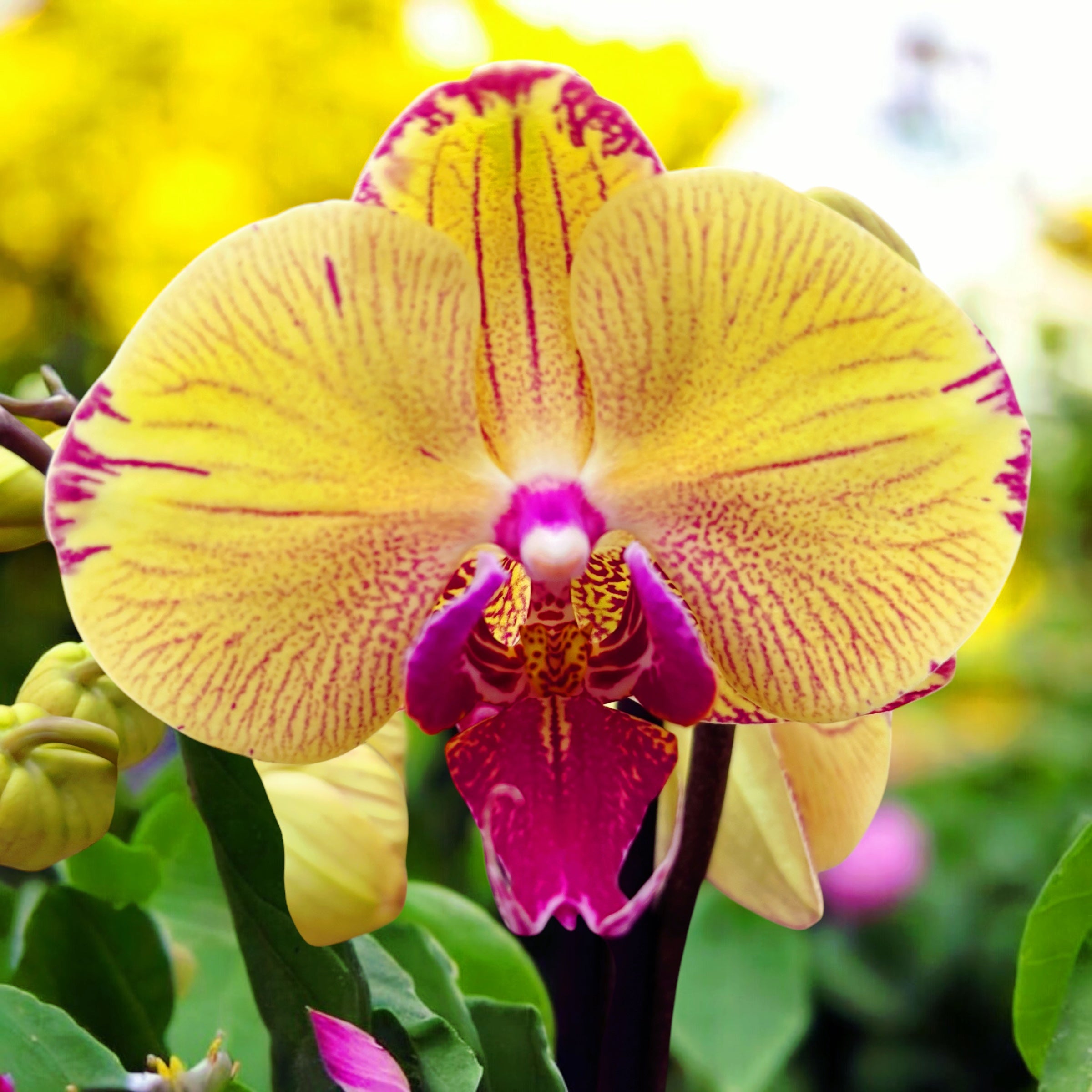 Phalaenopsis Iris