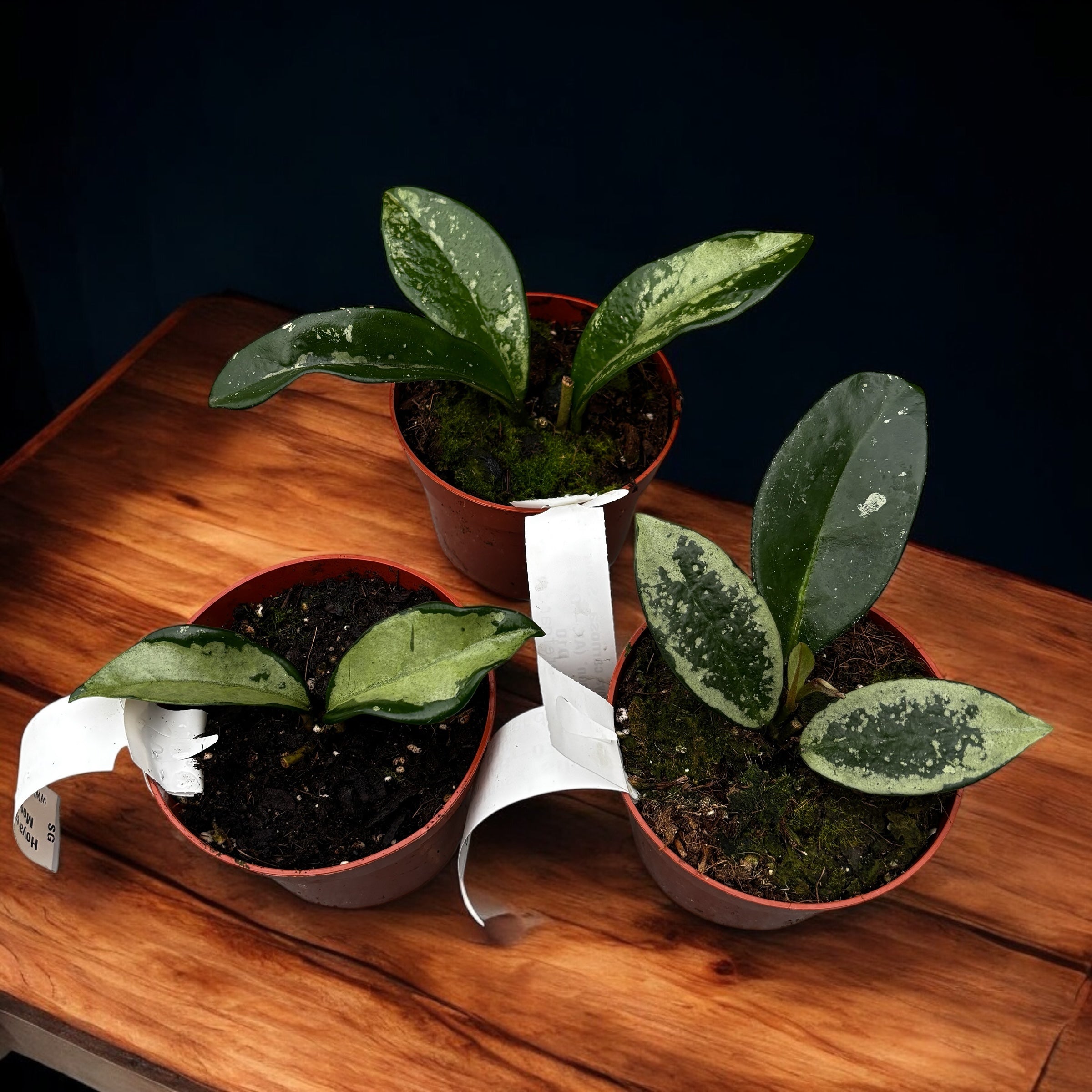 Hoya carnosa 'Silver Moon' (AH-074)