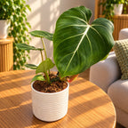 Philodendron gloriosum