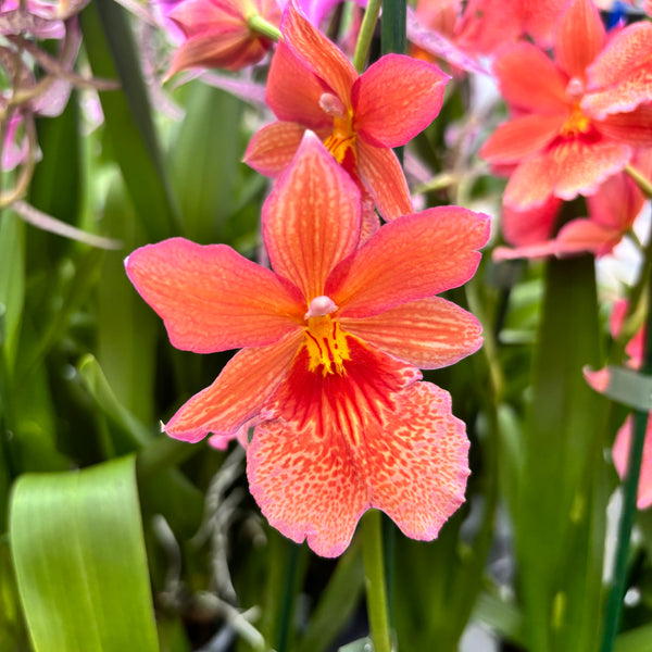 Orangefarbene Orchidee - Burrageara Nelly Isler Orange (intensiv duftende Blüten)