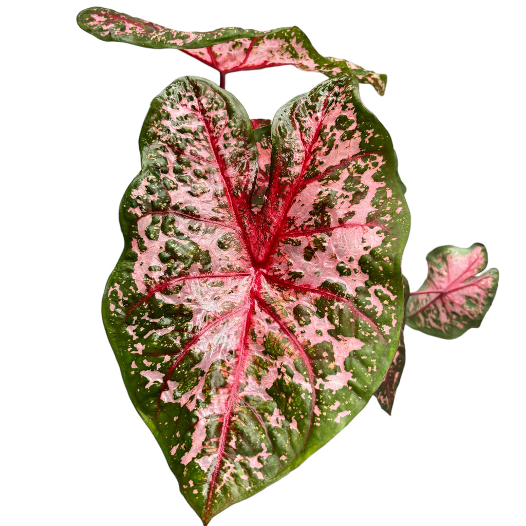 Caladium 'Carolyn Whorton'