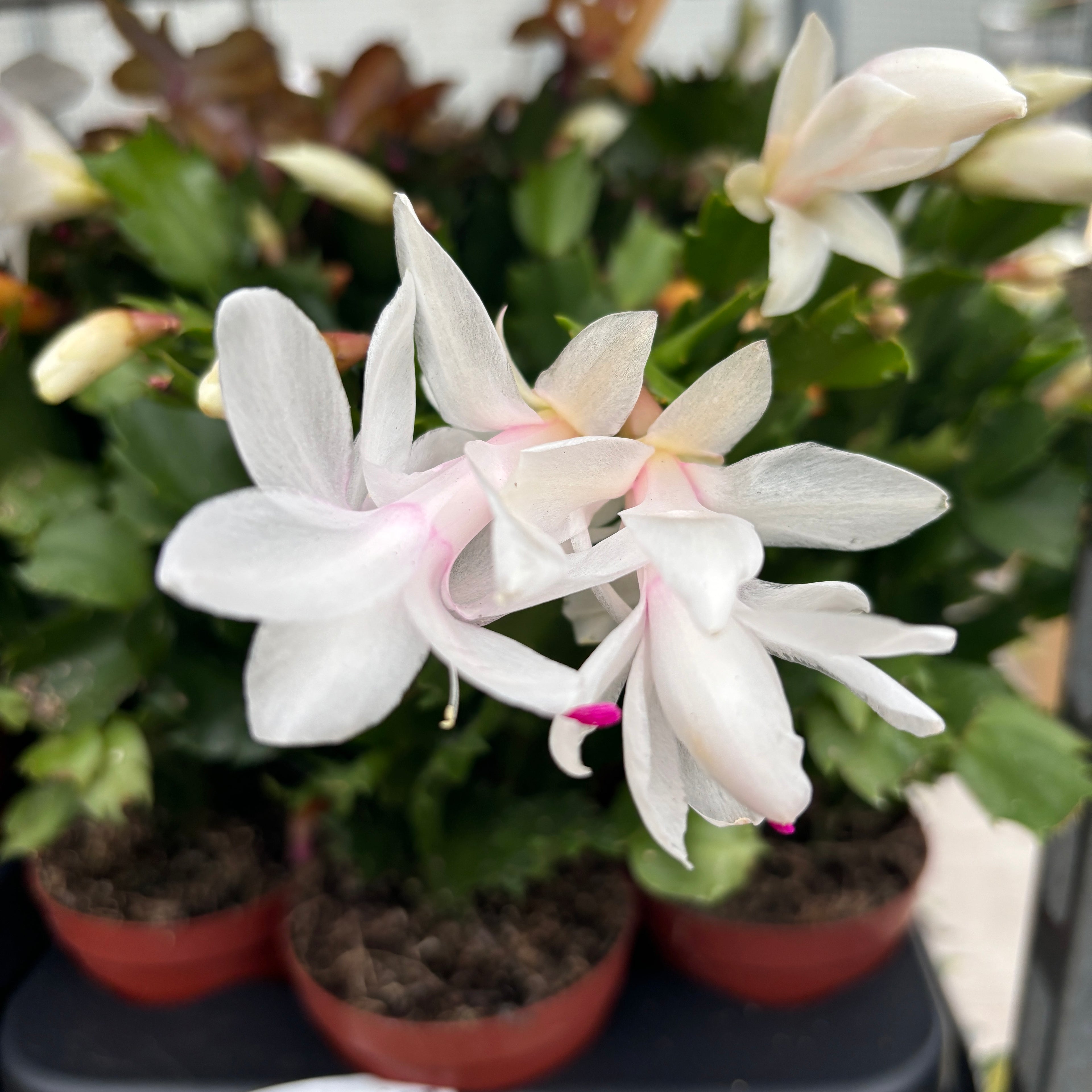 Schlumbergera 'White Brazil' (Craciunita alba) 2pp