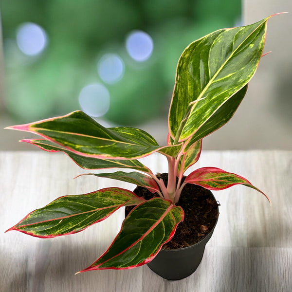 Aglaonema 'Dschungelschatten'