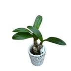 Dendrobium Burana Paragon 'Snowflake'