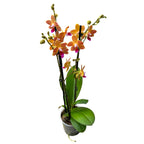 Phalaenopsis Chingruey's Goldstaff 'Fortune' - fragrant