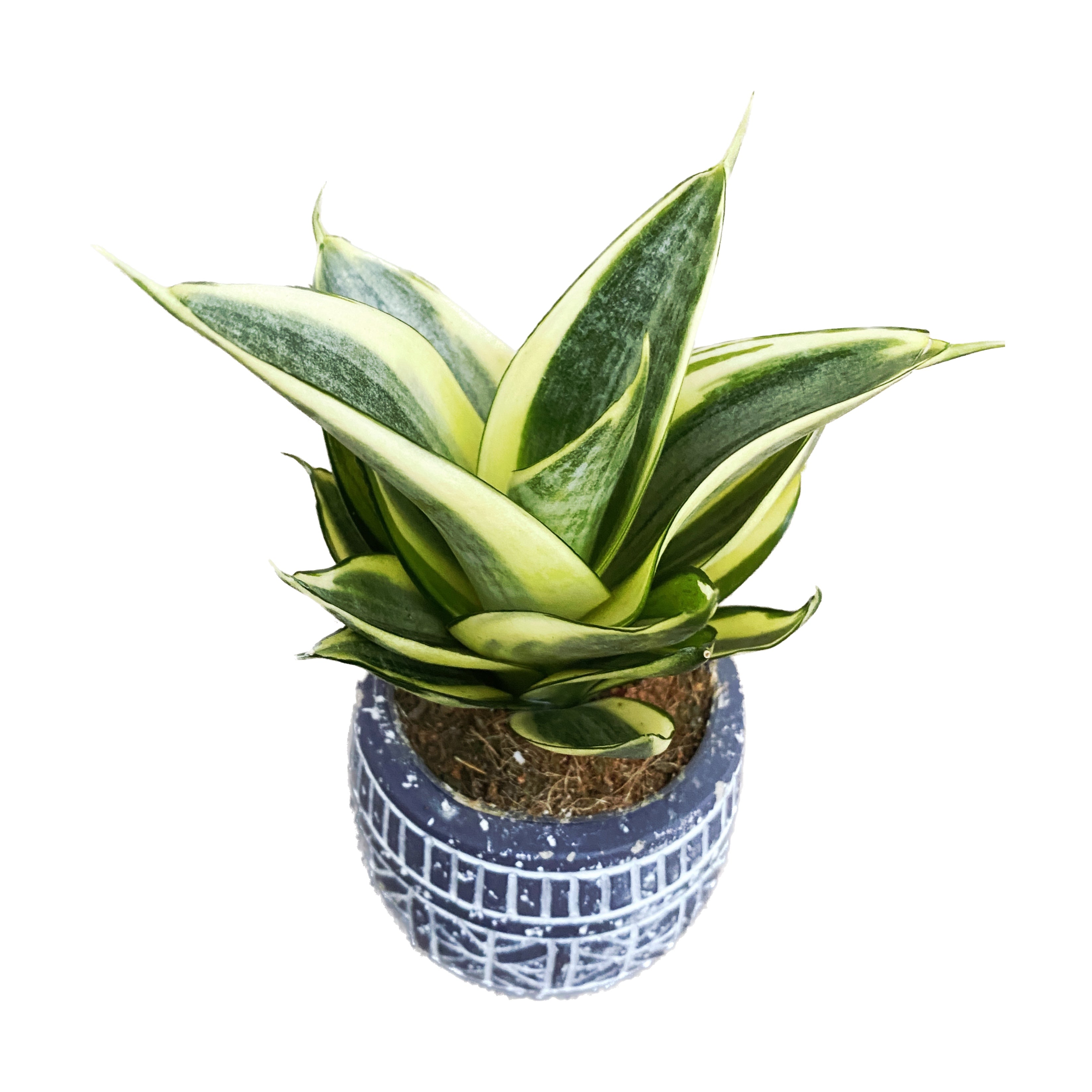 Sansevieria trifasciata 'Golden Hahnii' D6