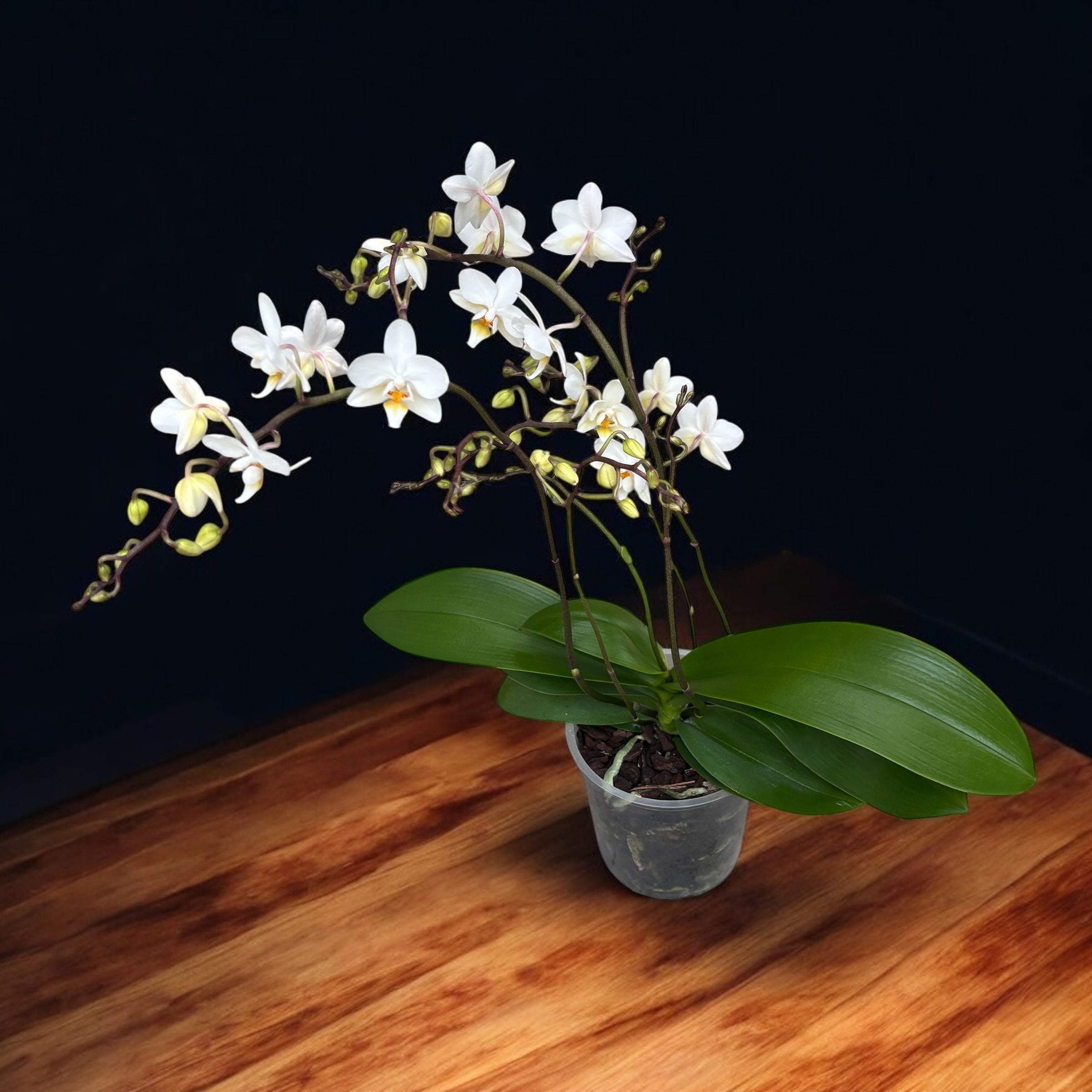 Phalaenopsis Soft Cloud