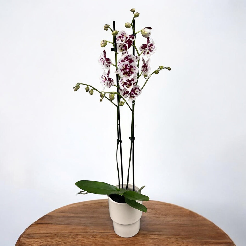 Phalaenopsis Untold Stories big lip peloric