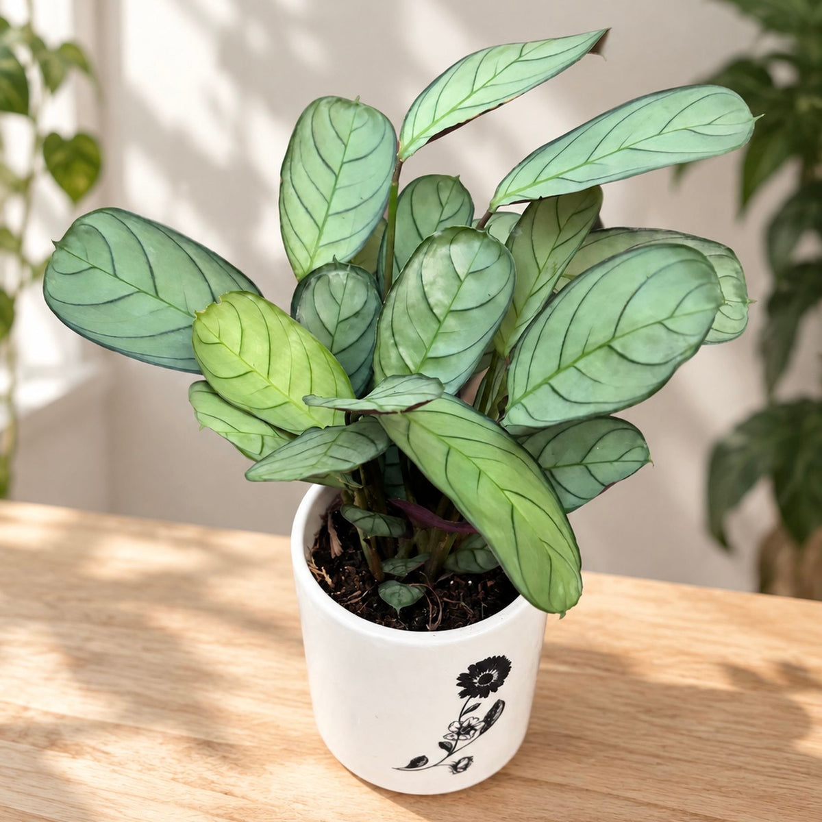 Ctenanthe burle marxii 'Amagris' - tropical plant with silver leaves