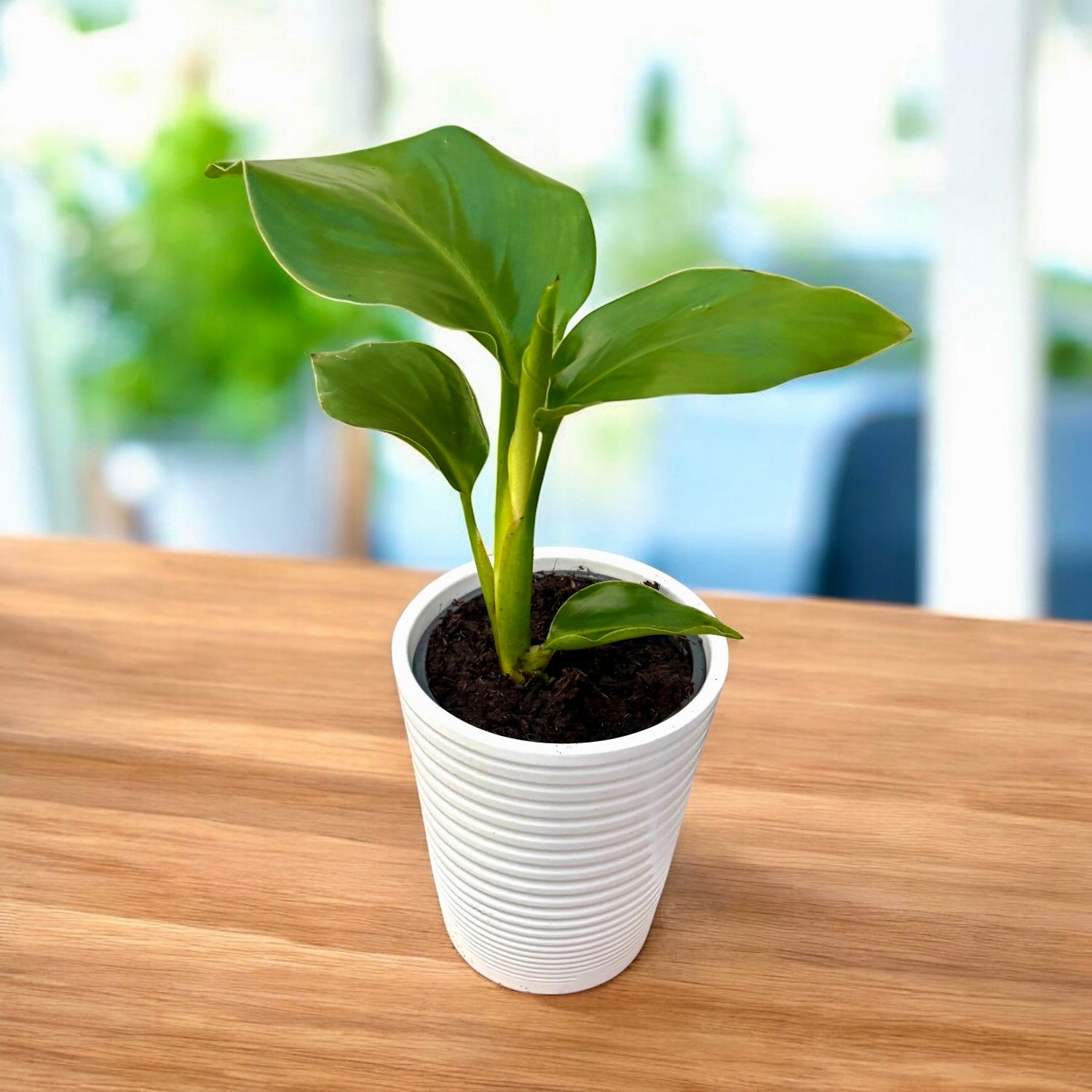 Strelitzia Nicolai D9 - Pasarea Paradisului