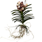 Vanda Sunanda Ocelot Mocha (ANSU)