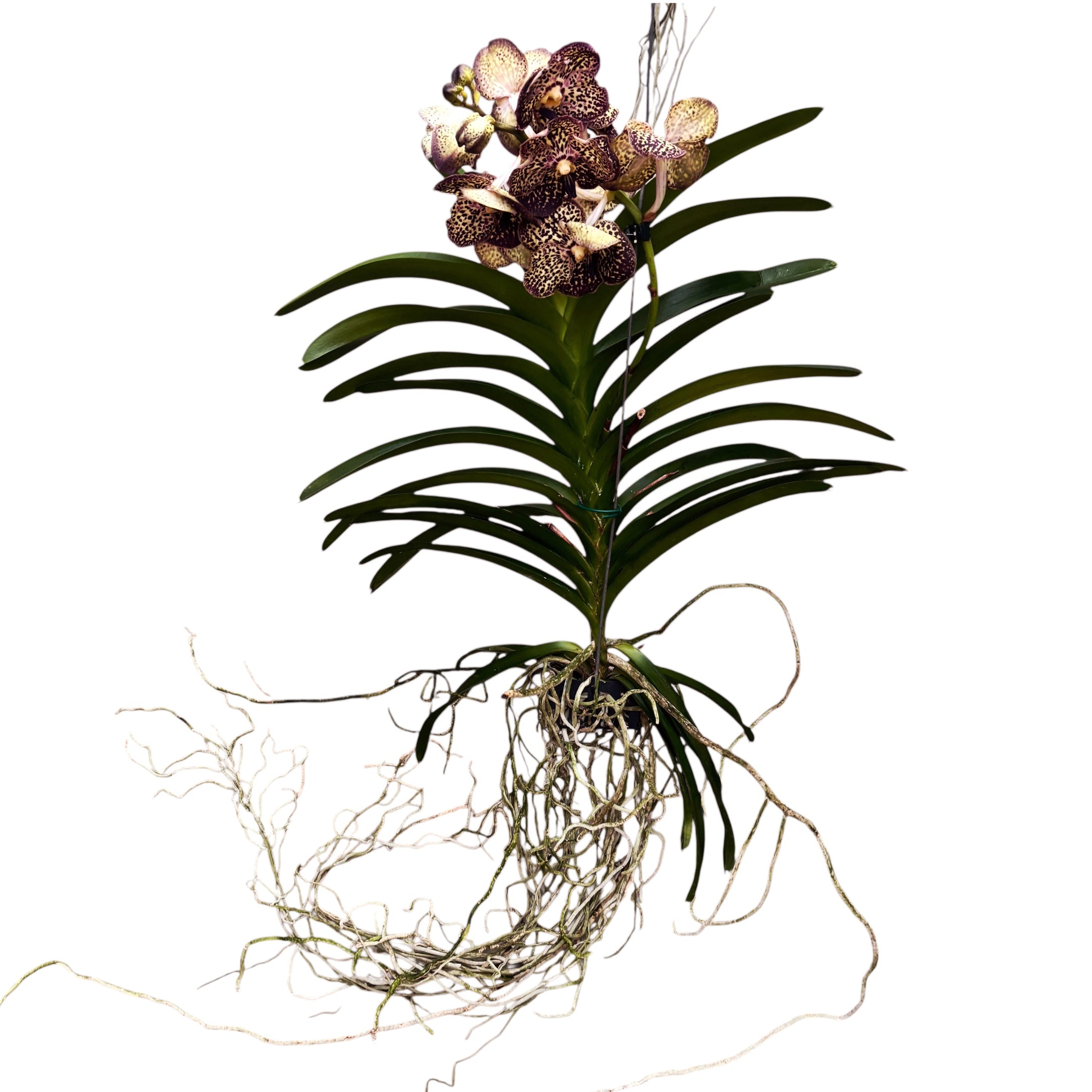 Vanda Sunanda Ocelot Mocha (ANSU)