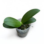 Phalaenopsis Vio Vio 'Cat Face' (peloric) - intensely fragrant