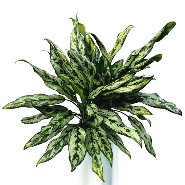 Aglaonema 'Miss Juliette' - XL-Exemplare