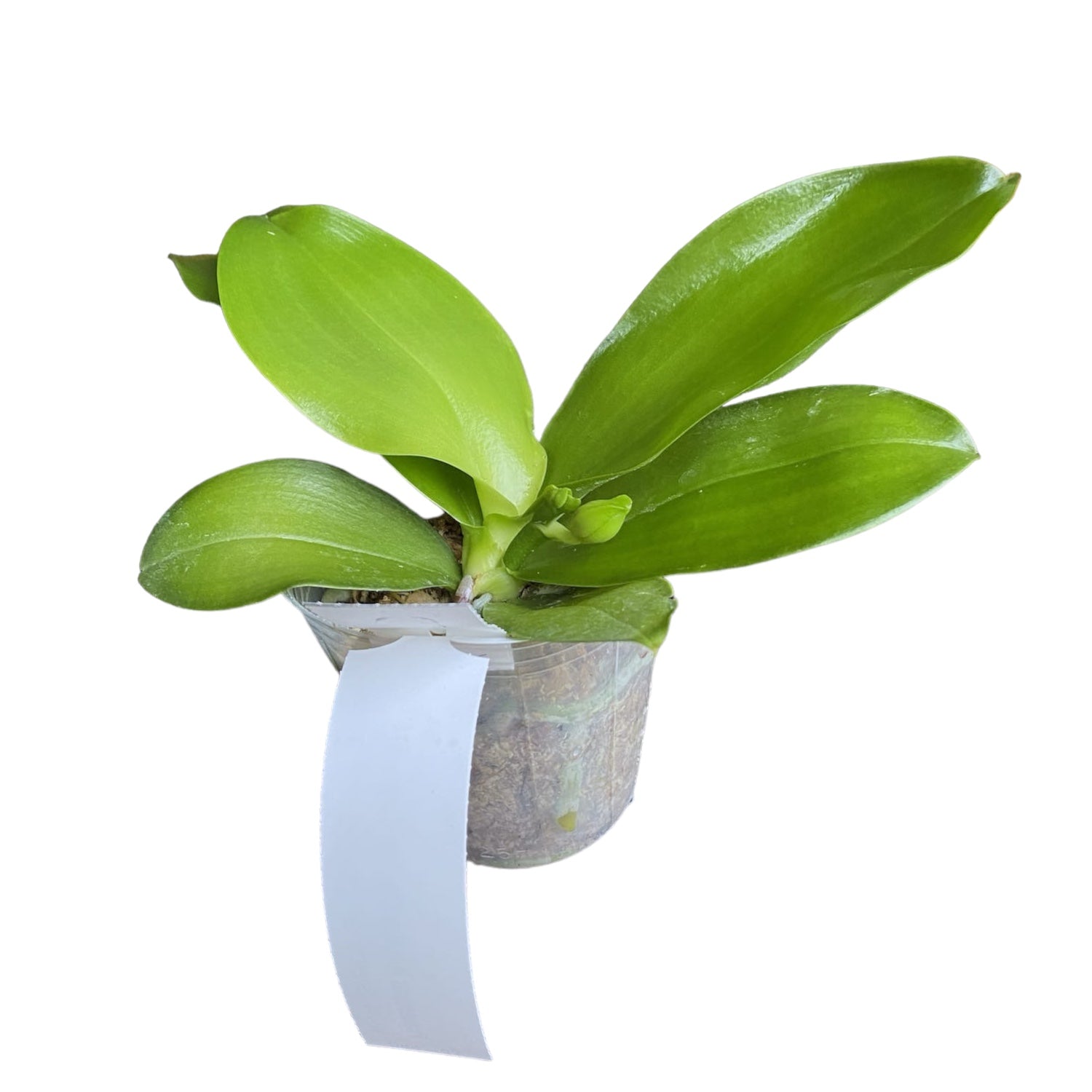 Phalaenopsis Miki Mok Choi Bear Queen '774' parfumat