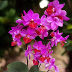 Phalaenopsis Liu's Triprince 'Pink' pachnący