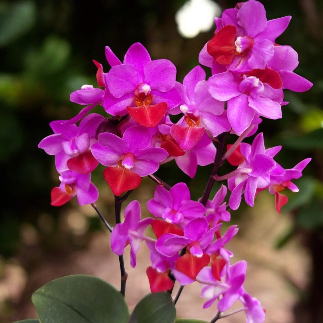 Phalaenopsis Liu's Triprince 'Pink' mirisni