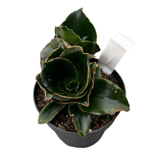 Sansevieria 'Star Rose' – Secret Garden Plant Shop