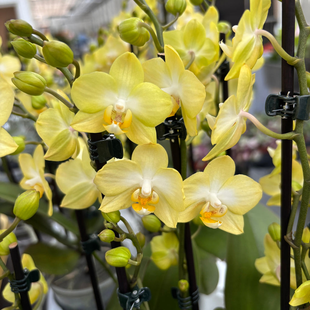 Phalaenopsis Sunny Shore