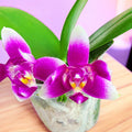 Phalaenopsis Vio Vio 'Cat Face' (peloric) - intensely fragrant