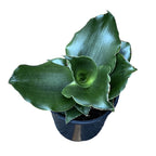 Sansevieria 'Star Rose'