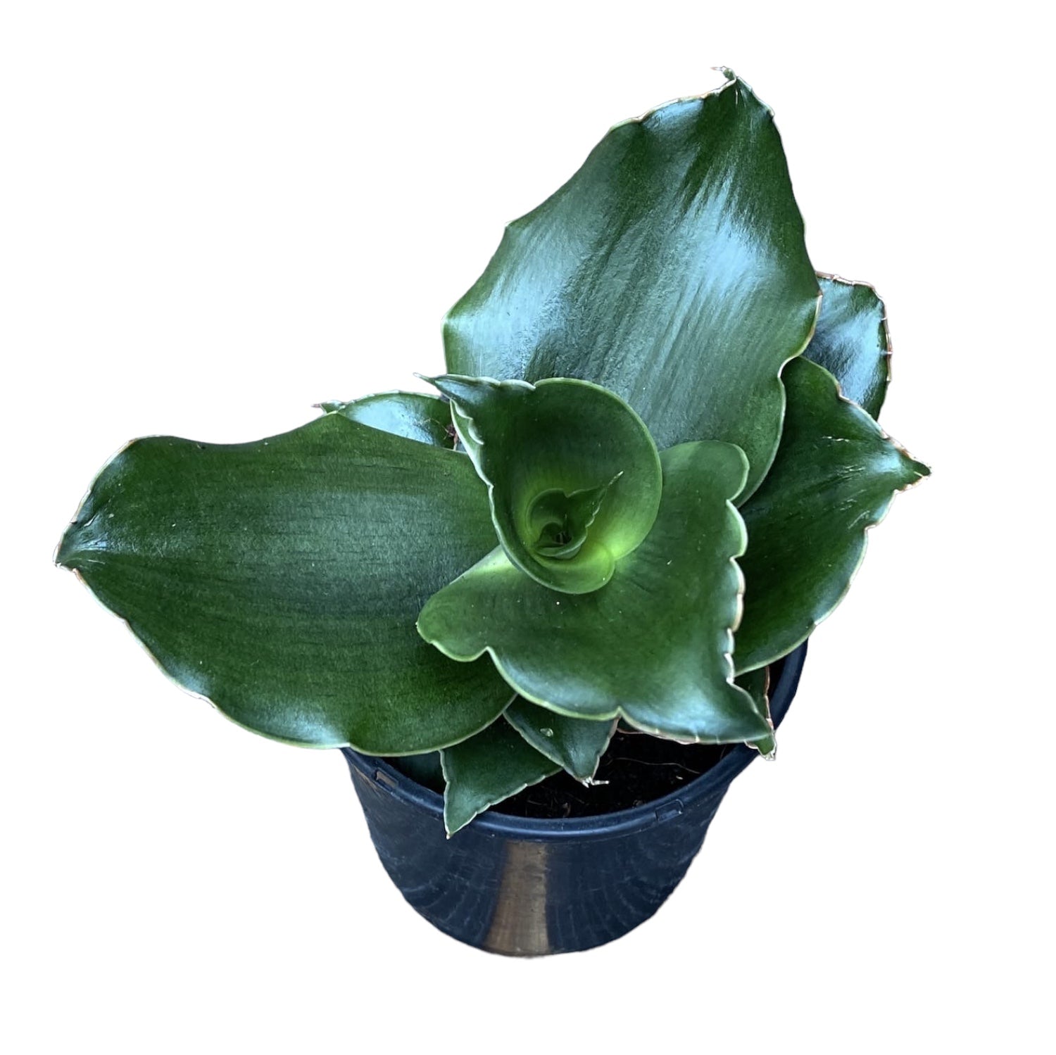 Sansevieria 'Star Rose'