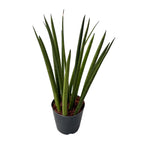 Sansevieria cilindrica (Planta sarpe)