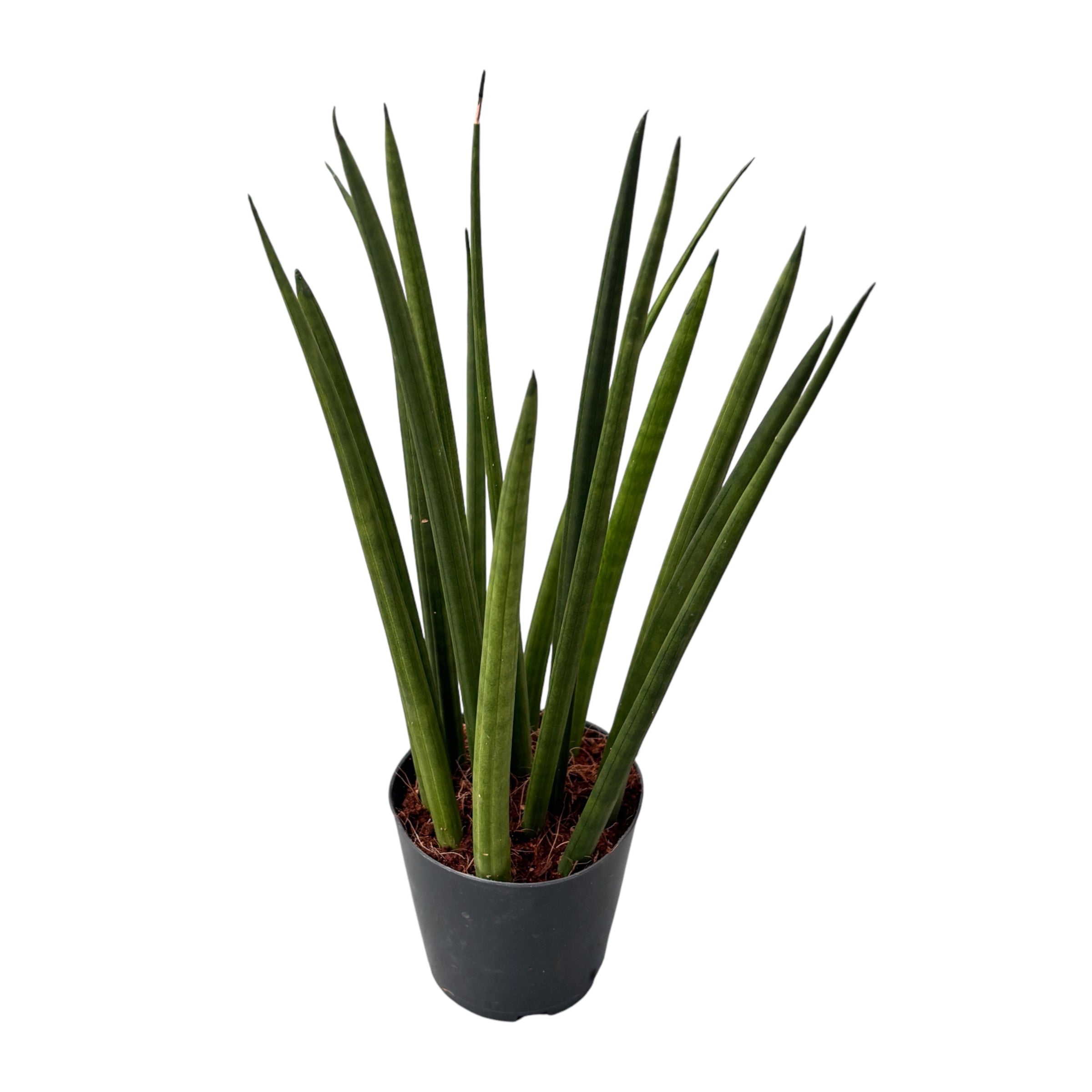 Sansevieria cilindrica (Planta sarpe)