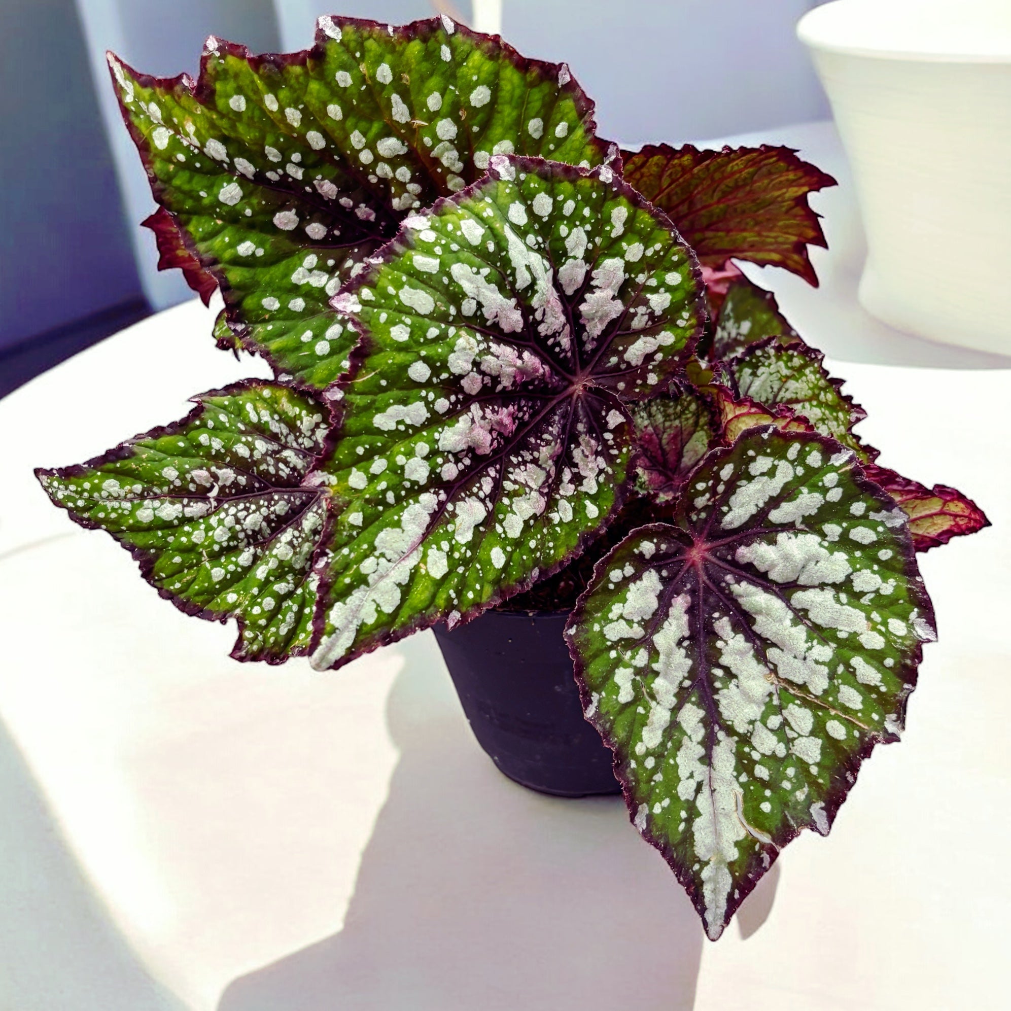 Begonia Magic Colours 'Bostella'