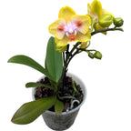 Phalaenopsis Yaphon Green Batman '417' (peloric)