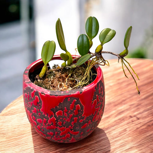 Bulbophyllum vaginatum (ugodan miris)