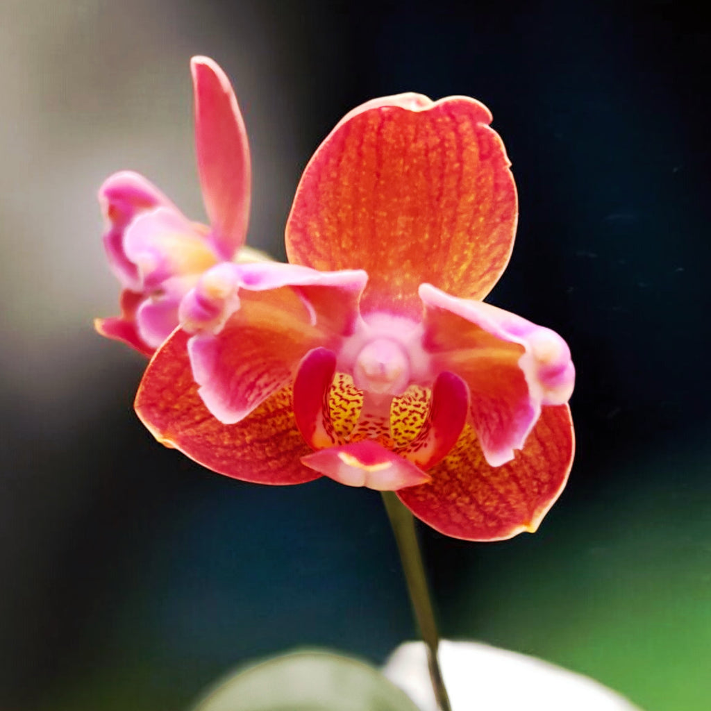 Phalaenopsis Miki Cute Melody '495' (pélorique)