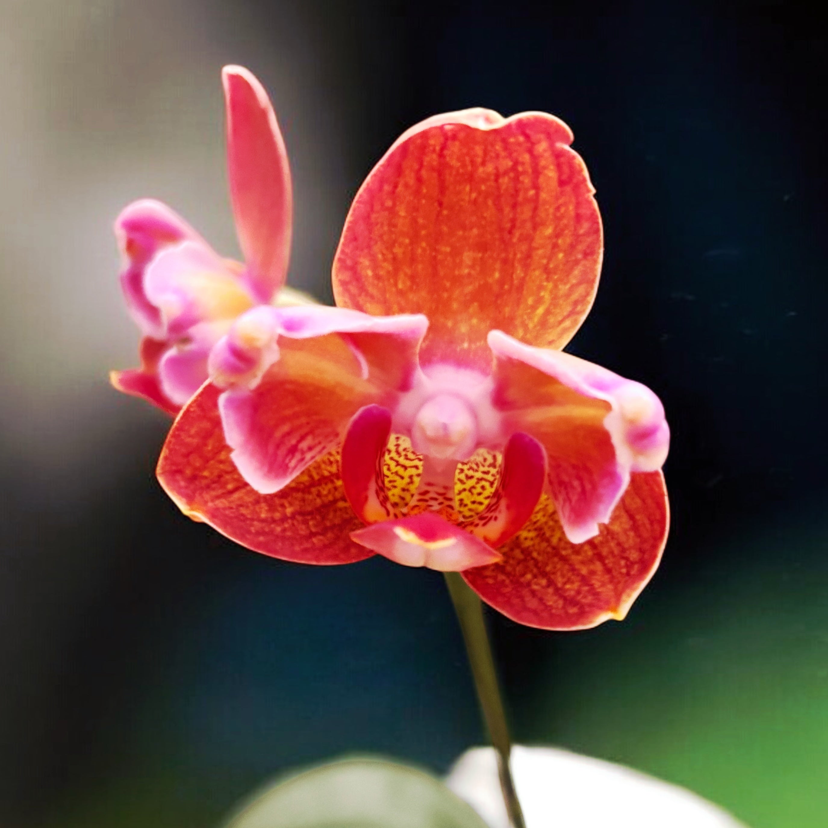 Phalaenopsis Miki Cute Melody '495' (peloric)
