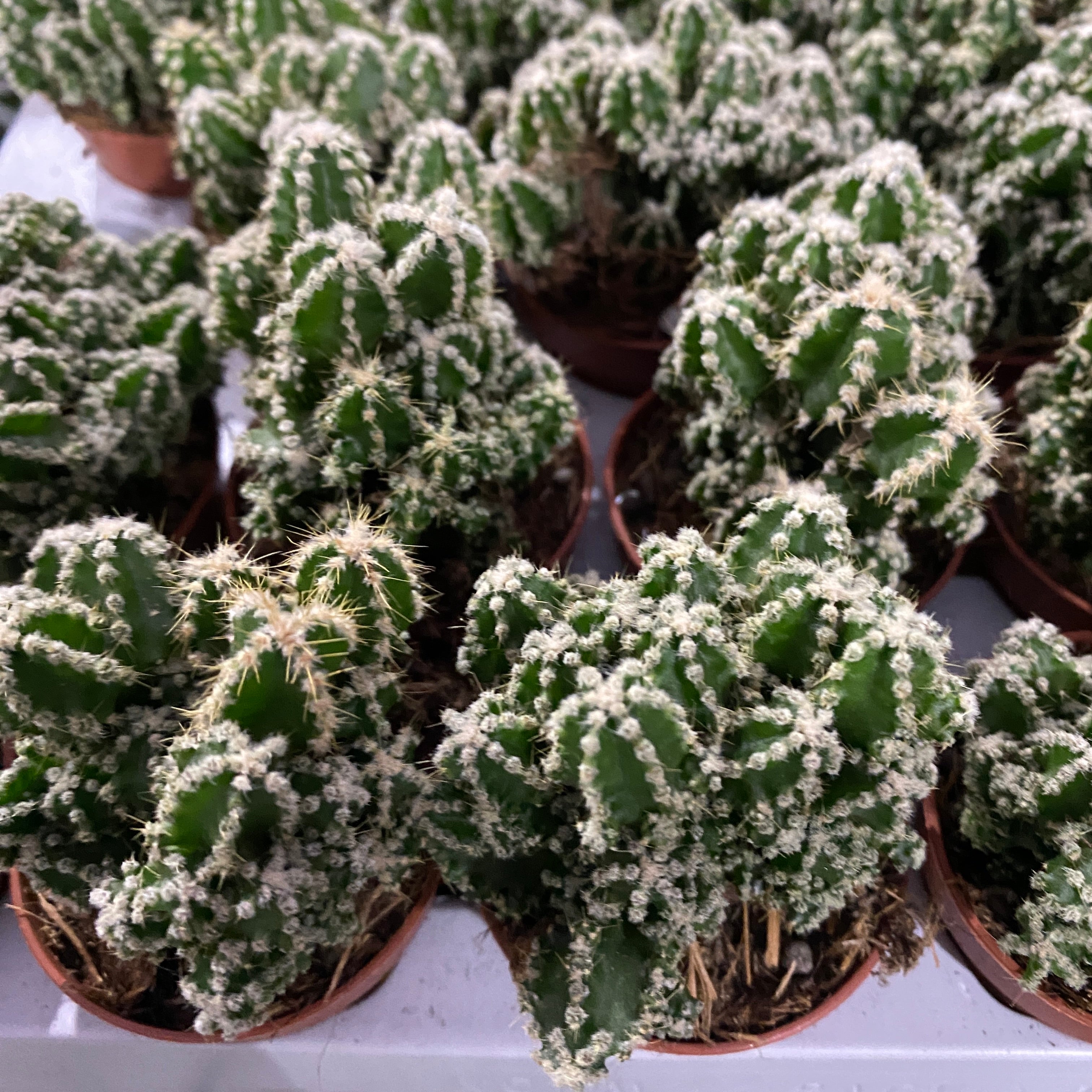 Cereus peruvianus florida 'paolina'