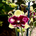 Phalaenopsis ‘Catania’ - pelorický motýľ