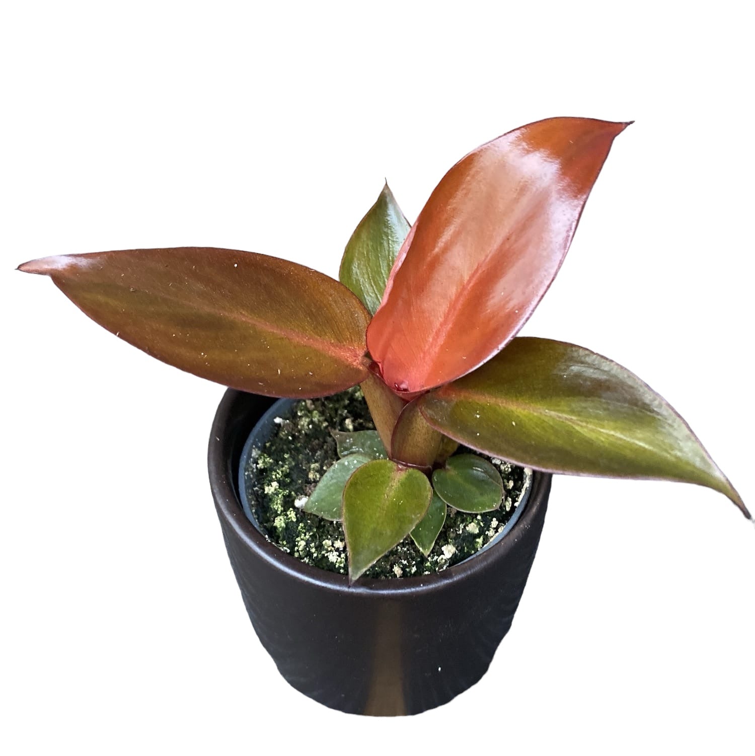Philodendron Red Sun *babyplant