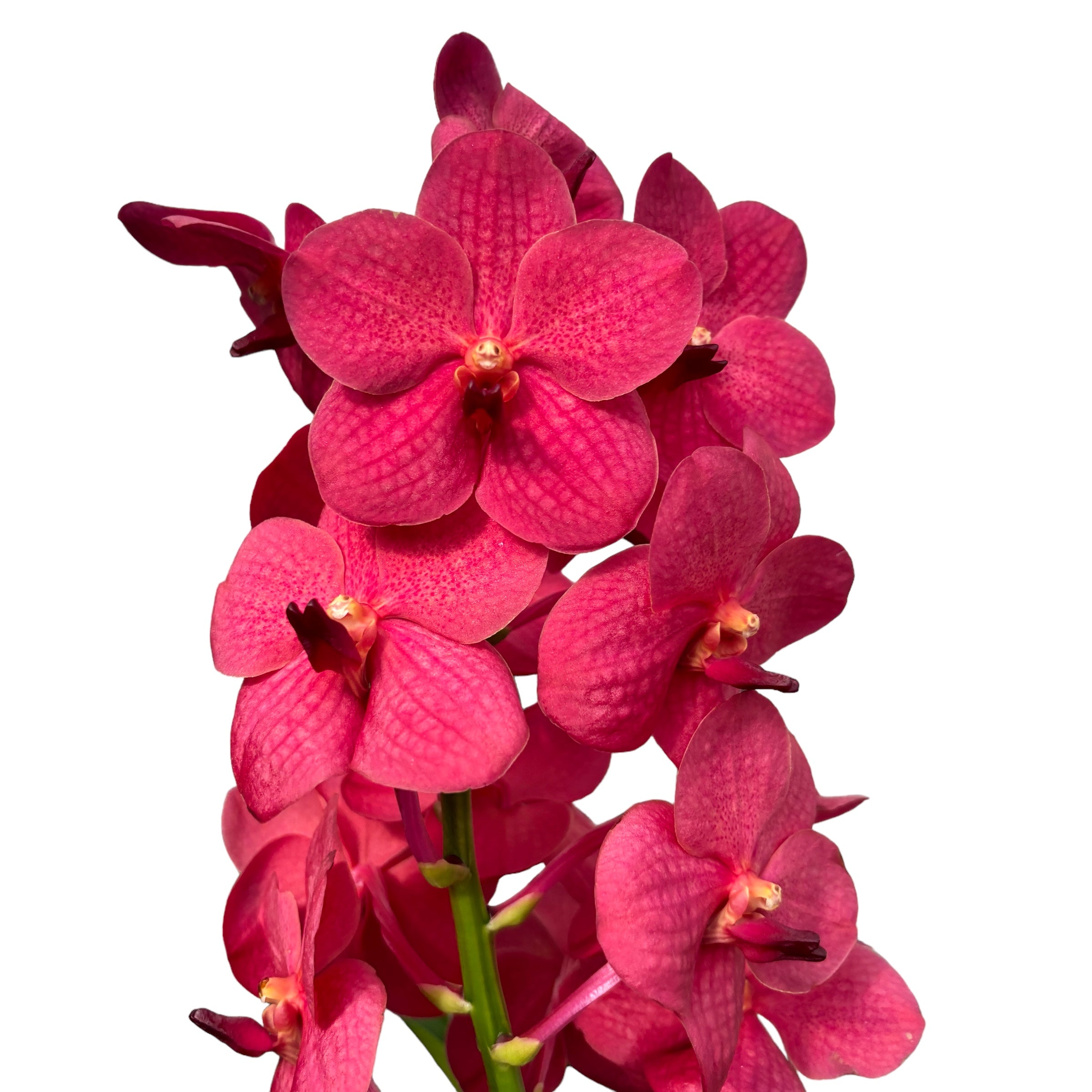 Vanda Magic Red