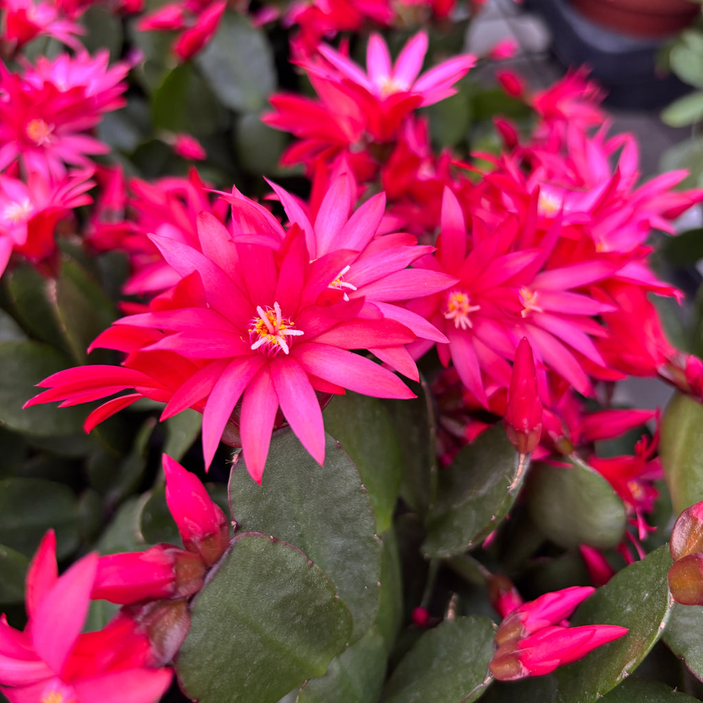 Rhipsalidopsis Cherokee Spirit (floarea pastelui) 2 plante/ghiveci