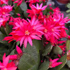 Rhipsalidopsis Cherokee Spirit (floarea pastelui) 2 plante/ghiveci