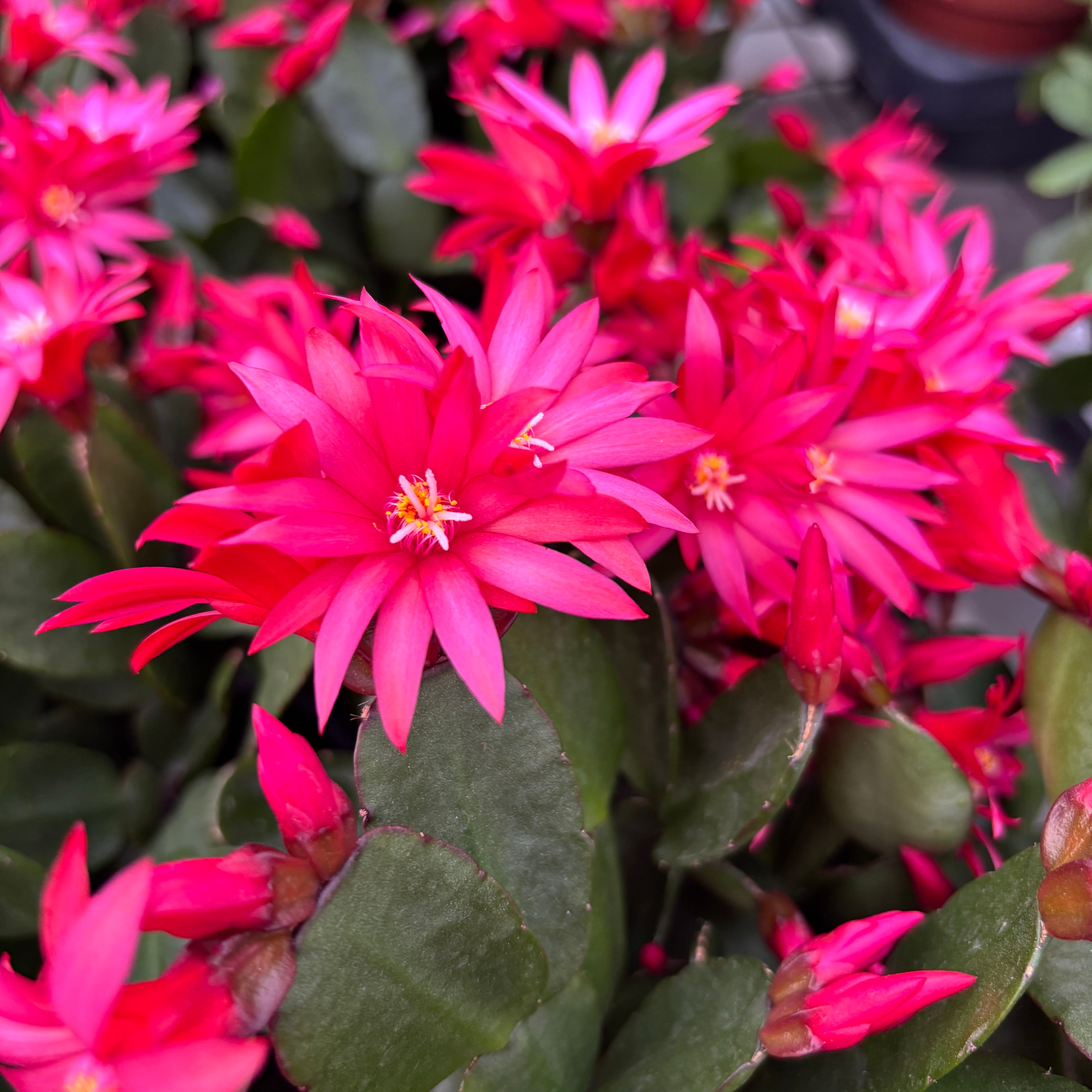 Rhipsalidopsis Cherokee Spirit (floarea pastelui) 2 plante/ghiveci