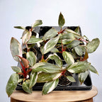 Philodendron 'Pink Princess Marble' (bebisväxt)