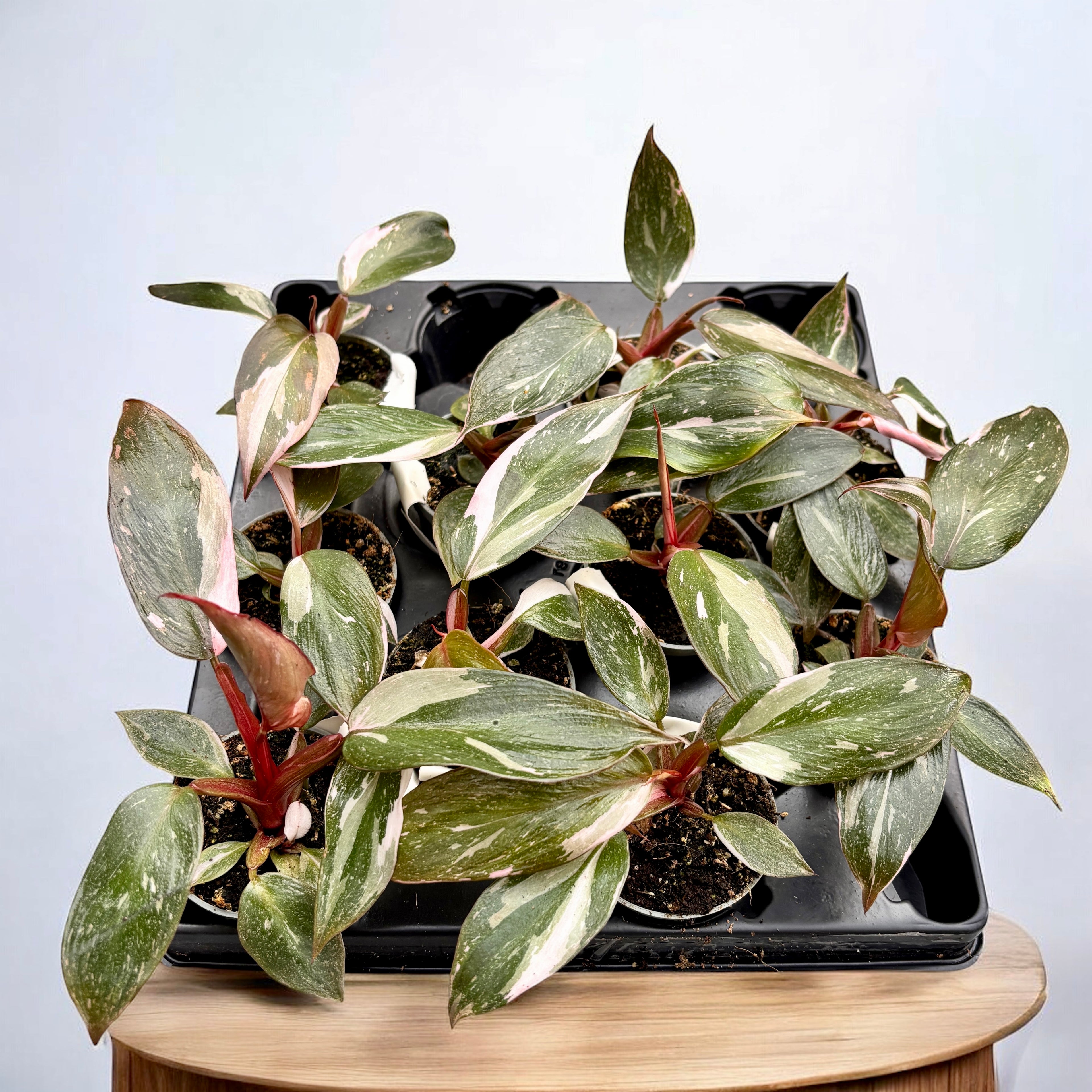 Philodendron 'Pink Princess Marble' (babyplant)