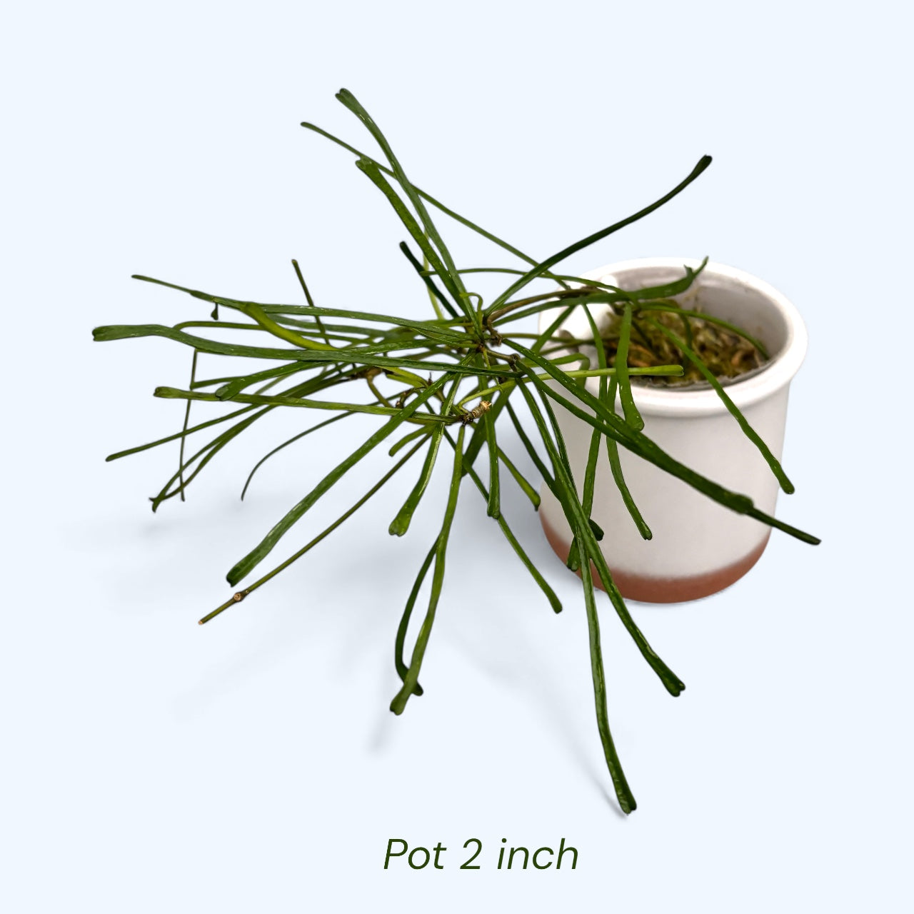 Hoya retusa (Grass Leafed Hoya)